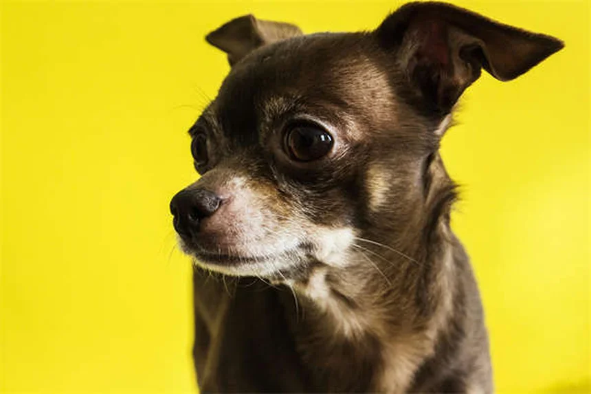 犬の時間感覚を徹底解説！体内時計と嗅覚で感じる世界とは