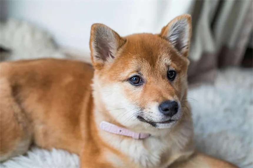 犬の糖尿病とは？症状・治療・費用を徹底解説