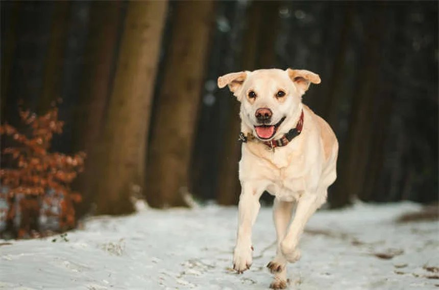 犬がウンチに転がる理由と効果的なやめさせ方【完全ガイド】
