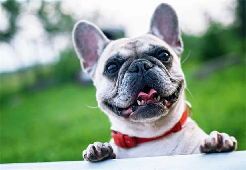 犬のウェルネスプランとは？選び方と必要性を徹底解説