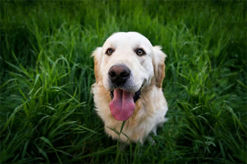 Tresaderm®とは？犬猫の耳・皮膚感染症に効く処方薬の効果と正しい使い方