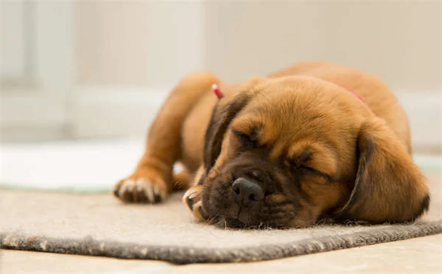 犬がいびきをかく理由とは？原因と対処法を獣医師が解説