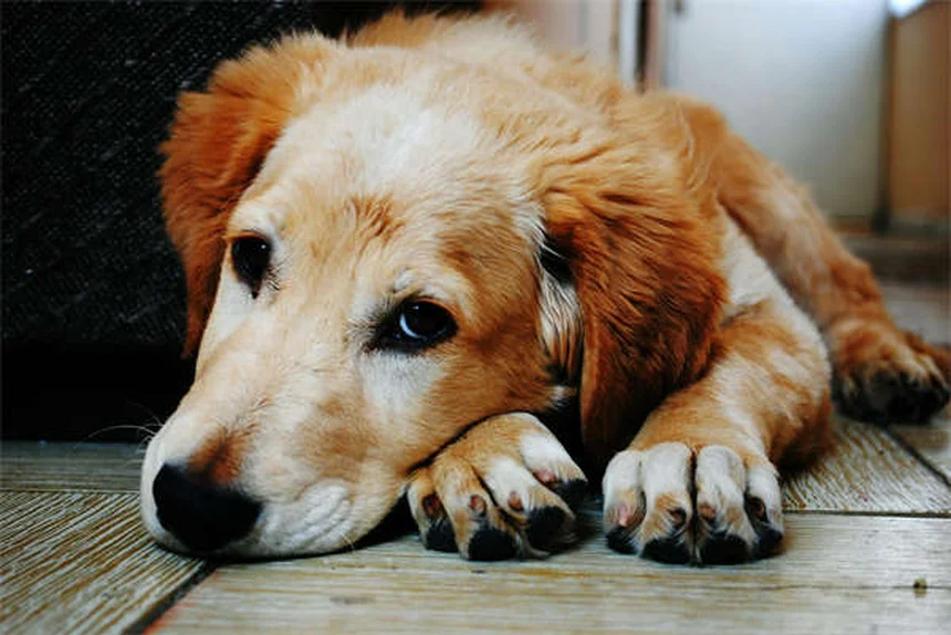 犬のノミダニ薬中毒とは？症状と応急処置を獣医師が解説