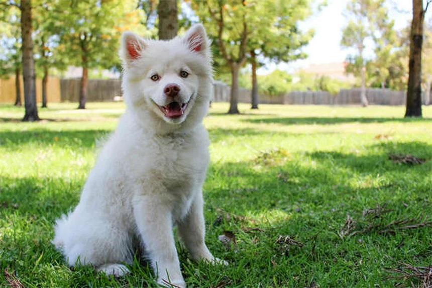犬のダニ8種類の見分け方と予防法｜媒介する病気と症状一覧