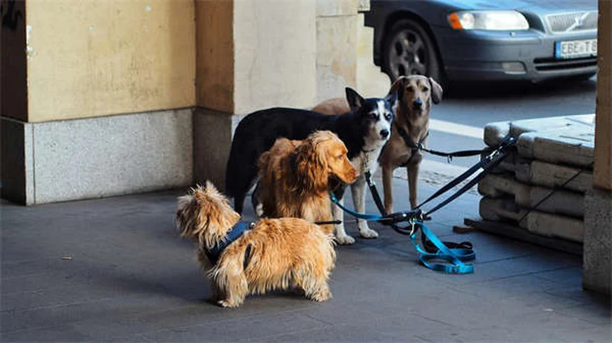 犬が前足をかける理由とは？愛情から要求まで7つの心理を解説