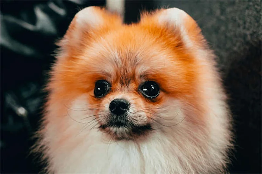 犬に安全な花と観葉植物リスト｜愛犬家が知っておくべき10の植物