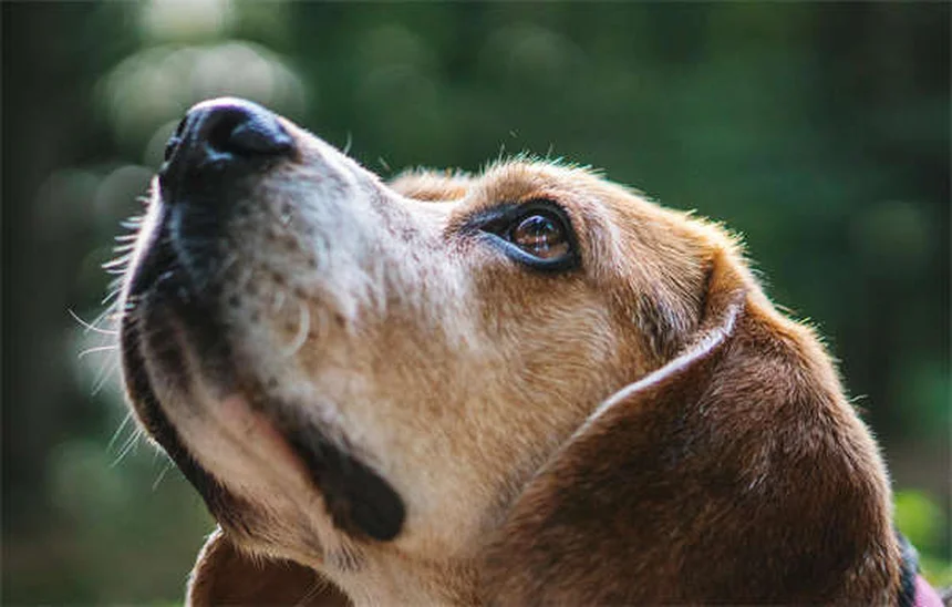 Bravecto®（ブラベクト）とは？犬猫のノミ・マダニ駆除薬の効果と副作用を徹底解説