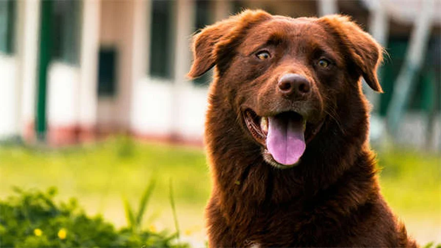 犬のノミマダニ駆除薬【おすすめ5選】獣医が教える選び方と比較