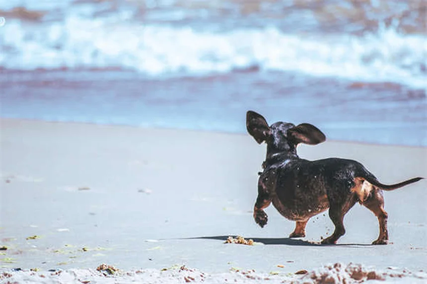 犬のノミマダニ駆除薬【おすすめ5選】獣医が教える選び方と比較