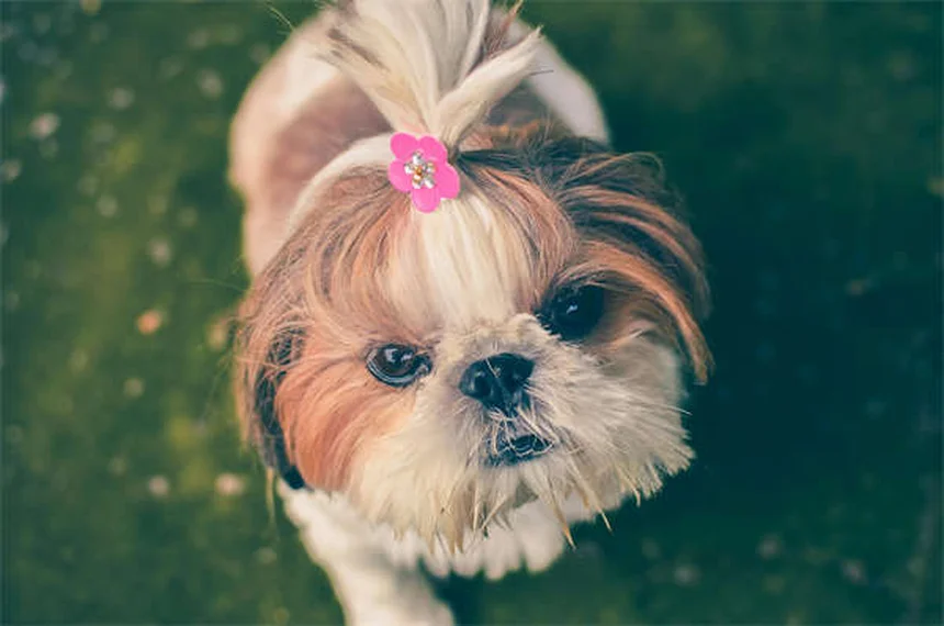 穏やかな犬種14選｜迎える前に知っておきたい真実と誤解