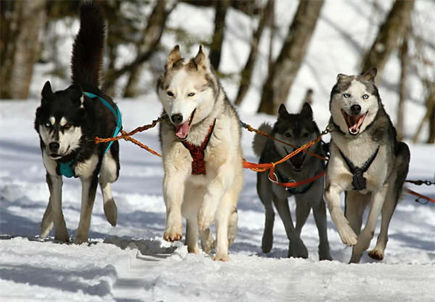 穏やかな犬種14選｜迎える前に知っておきたい真実と誤解