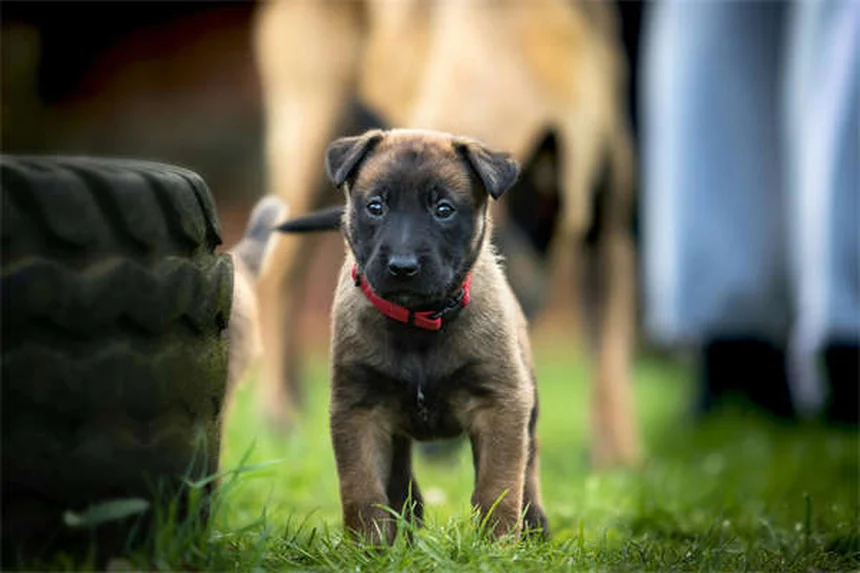穏やかな犬種14選｜迎える前に知っておきたい真実と誤解