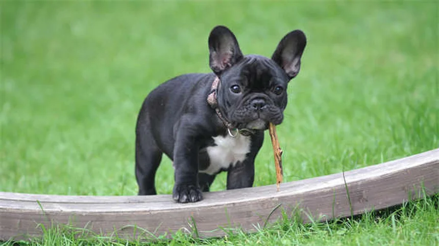 犬のいびきの原因と対策！飼い主が知るべき5つのポイント