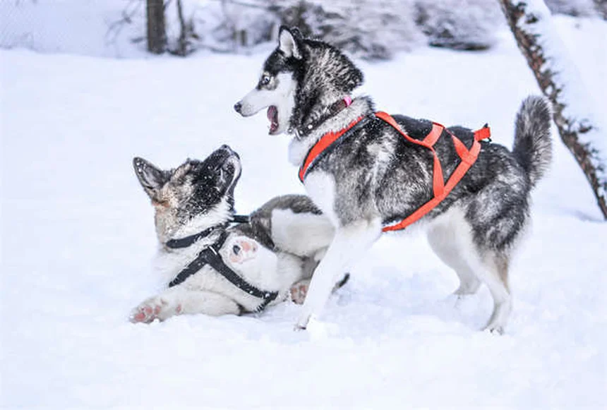 犬のいびきの原因と対策！飼い主が知るべき5つのポイント