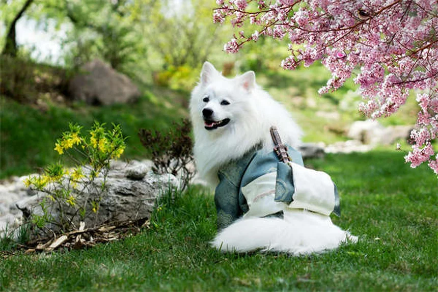 犬のいびきの原因と対策！飼い主が知るべき5つのポイント