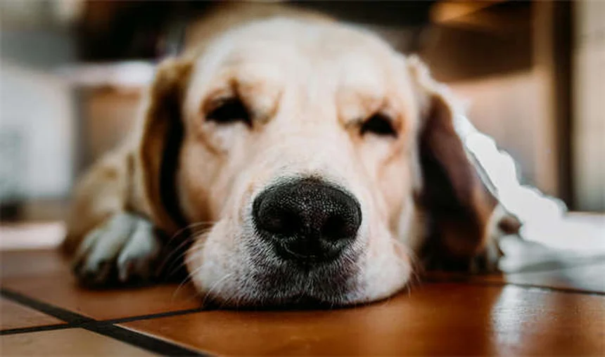 テトラ飼う前に知るべき5つの事実と失敗しないコツ