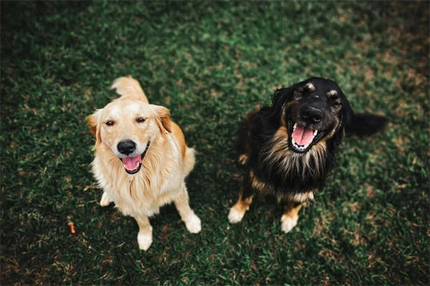 犬のうっ血性心不全末期症状、見逃せない3つの兆候と安楽死のタイミング