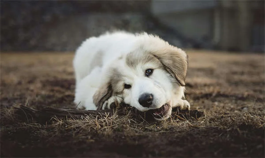 龙猫绿脓杆菌感染の症状と治療法、予防策を徹底解説