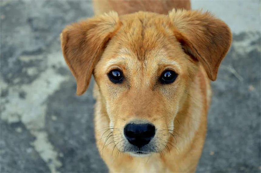 子犬のクレート泣き、原因と正しい対処法を経験者が解説