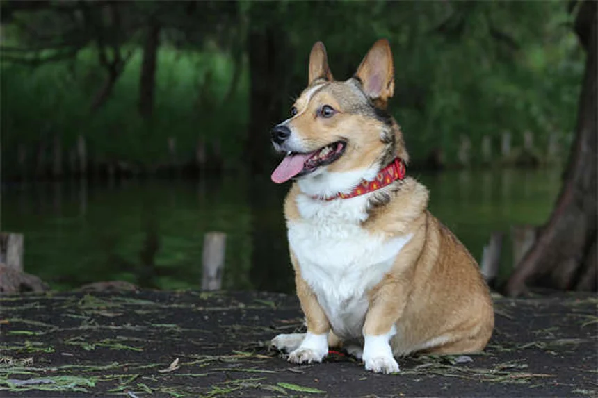 クラバモックス犬猫の効果と副作用を徹底解説