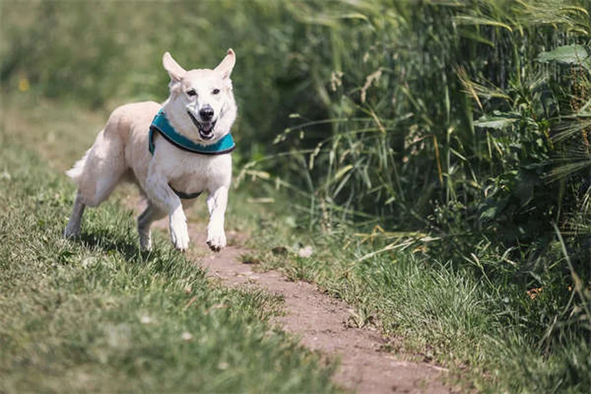 トリマーが教える！愛犬のトリミングを成功させる6つの秘訣