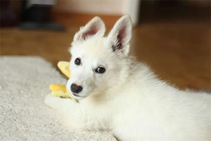 愛犬の退屈しのぎ、朝15分で解決！問題行動の原因と対策
