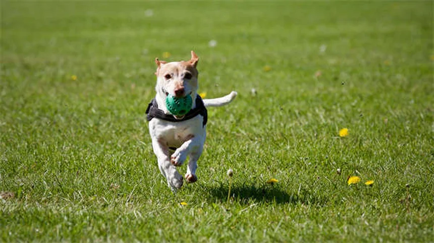 犬の旅行用ベッドの選び方｜愛犬にぴったりの快適寝床を見つける7つのポイント