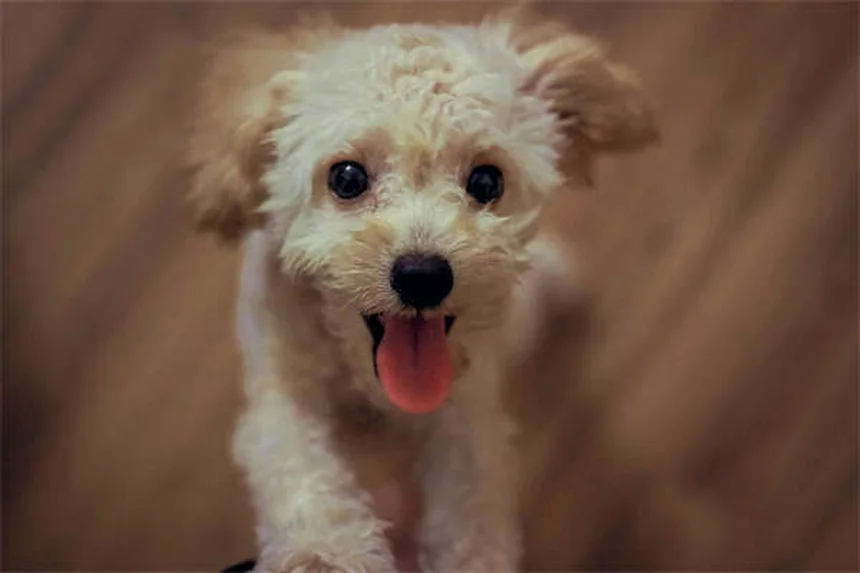 犬の旅行用ベッドの選び方｜愛犬にぴったりの快適寝床を見つける7つのポイント