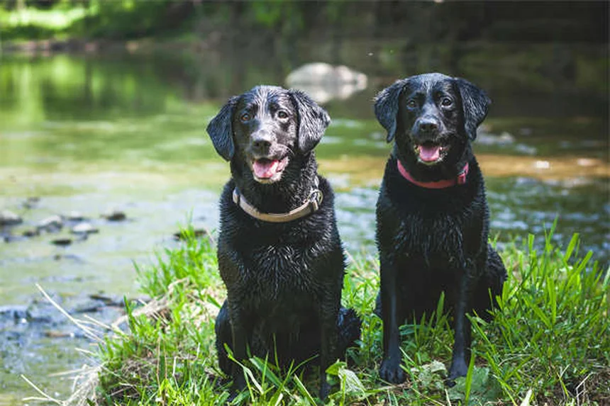 犬の尿失禁の原因と治療法｜愛犬が知らないうちにお漏らしする本当の理由
