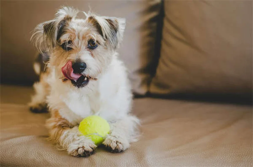 子犬の初めてのクリスマスを安全に過ごす7つの必須対策