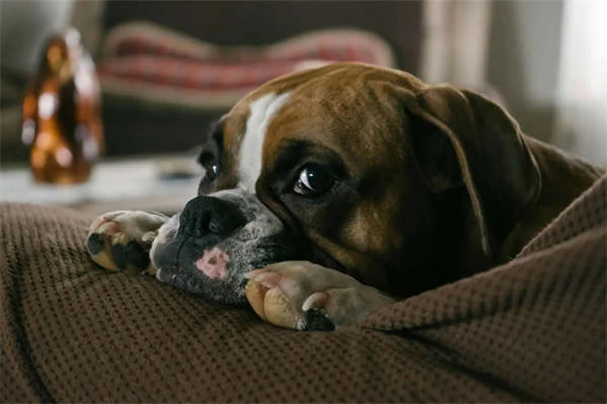 子犬の初めてのクリスマスを安全に過ごす7つの必須対策