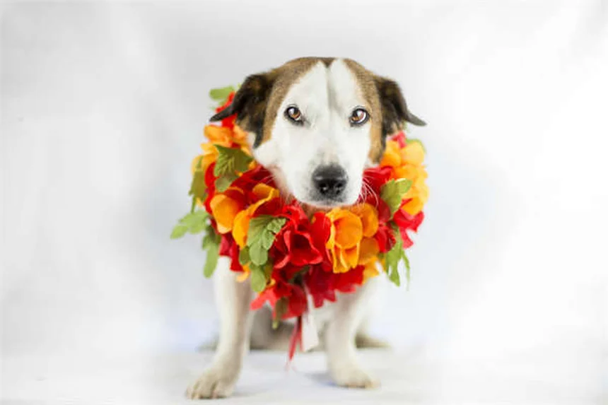 犬が草を食べる本当の理由とは？獣医師が解説する5つの原因と安全対策