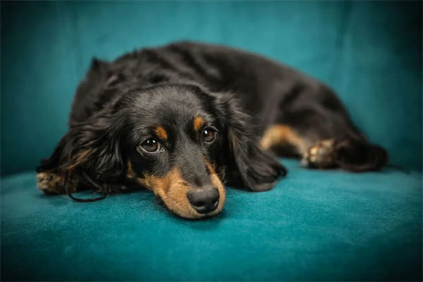 子犬が初めて外に出られるのはいつ？安全デビューの完全ガイド