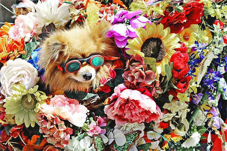 迷子犬を見つけたらどうする？安全な保護から譲渡までの完全ガイド