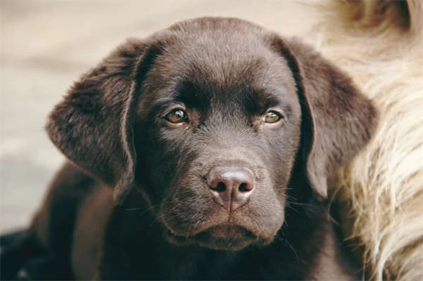 ボリコナゾールとは？犬猫の真菌感染症治療薬の効果と危険な副作用