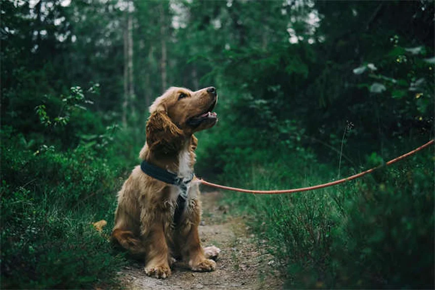 ボリコナゾールとは？犬猫の真菌感染症治療薬の効果と危険な副作用