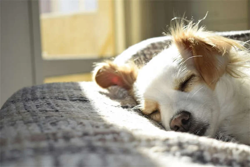 犬のポドデルマティスとは？原因・症状から自宅ケアまで完全解説